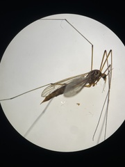 Nephrotoma ferruginea