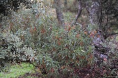 Quercus rotundifolia