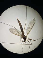 Nephrotoma ferruginea