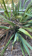 Yucca rupicola