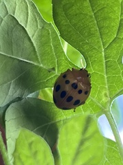 Epilachna tredecimnotata