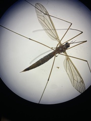 Nephrotoma ferruginea