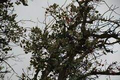 Quercus rotundifolia