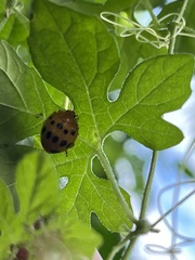 Epilachna tredecimnotata