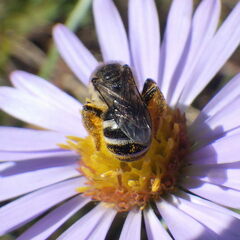 Lasioglossum leucozonium