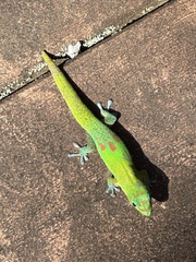 Phelsuma laticauda laticauda