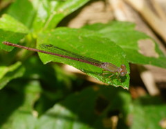 Ceriagrion aeruginosum