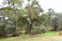 Fraxinus angustifolia