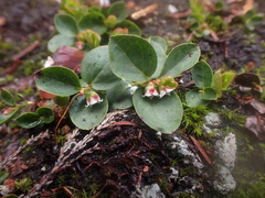 Gaultheria humifusa