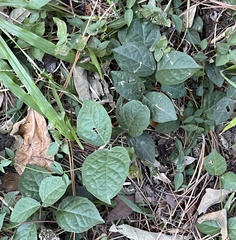 Dolichandra unguis-cati