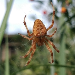 Araneus diadematus