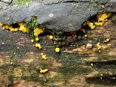 Calycina confluens