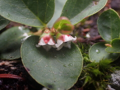 Gaultheria humifusa