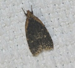 Ardozyga compsochroa