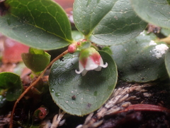 Gaultheria humifusa