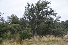 Retama sphaerocarpa