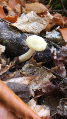 Cuphophyllus virgineus