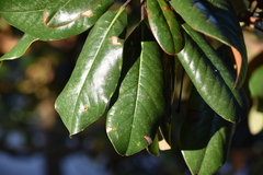 Phyllocnistis magnoliella