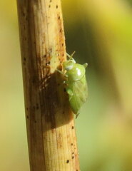 Taylorilygus apicalis