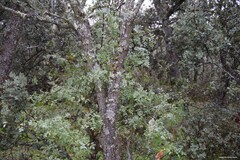Fraxinus angustifolia