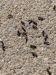Ochetellus glaber