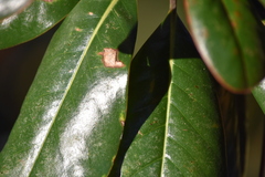 Phyllocnistis magnoliella