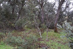 Cistus ladanifer