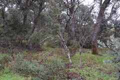 Cistus ladanifer