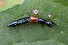 Xantholininae