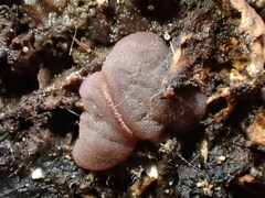 Ascocoryne cylichnium