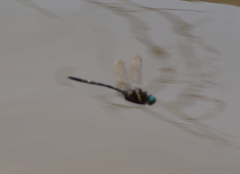 Macromia