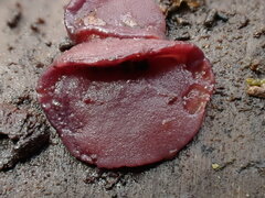 Ascocoryne cylichnium