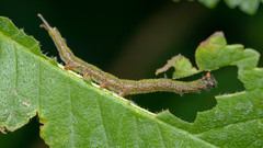 Dicranura ulmi