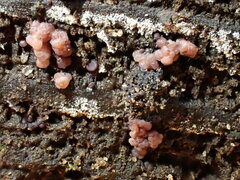 Ascocoryne cylichnium