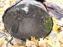 Ascocoryne cylichnium