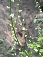 Cyclanthera