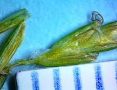 Cyperus esculentus