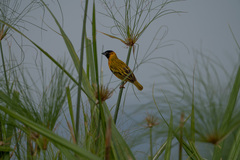 Ploceus melanocephalus