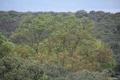 Fraxinus angustifolia