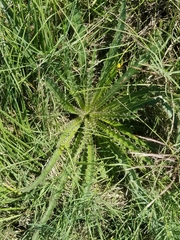 Cirsium horridulum