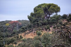 Quercus rotundifolia