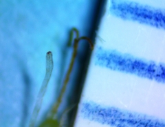 Cyperus esculentus