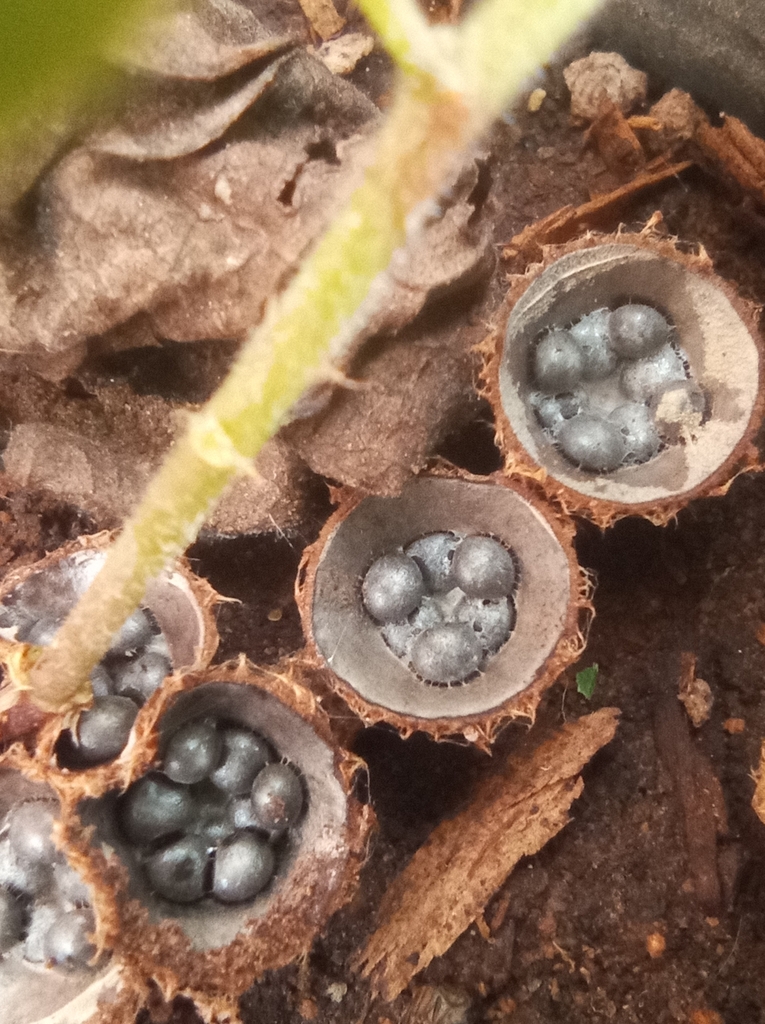 Cyathus striatus · October 2022 · photo: © victoriaprosdocimo (iNaturalist, cc-by)