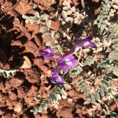 Astragalus mollissimus