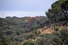 Quercus rotundifolia