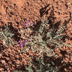 Astragalus mollissimus