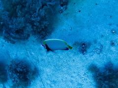 Pomacanthus imperator