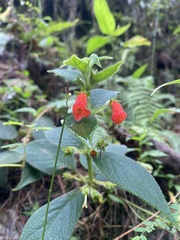 Kohleria