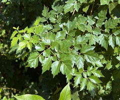 Koelreuteria paniculata