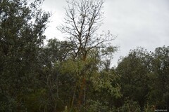 Fraxinus angustifolia
